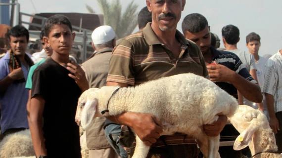 الفلسطينيون في غزة يشترون الأضاحي استعداداً لاستقبال عيد الأضحى المبارك