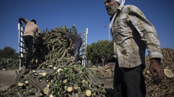 مجموعة من العمال الفلسطينيين في مصنع إنتاج الفحم