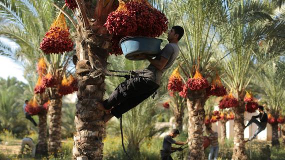 موسم جني ثمار البلح من أشجار النخيل