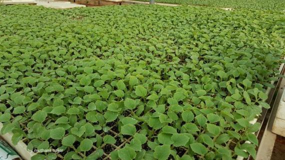 اشتال الخضار والفواكه الصيفية في قطاع غزة