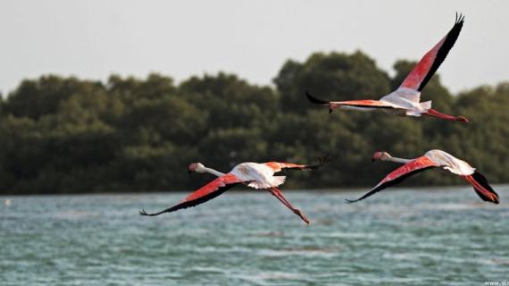 صور من لجزر التابعة لمحافظة البرك في السعودية على ساحل البحر الأحمر