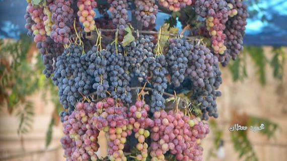 مهرجان العنب في مدينة البيرة