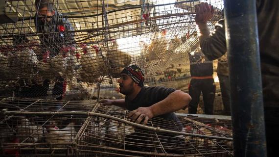 صور لمزرعة الدواجن التي استهدفتها طائرات الاحتلال مساء أمس شرق حي الشجاعية شرق غزة