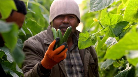 مزارعون يقطفون ثمار الخيار في قرية النويعمة قرب أريحا