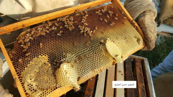 موسم جني العسل جنوب قطاع غزة