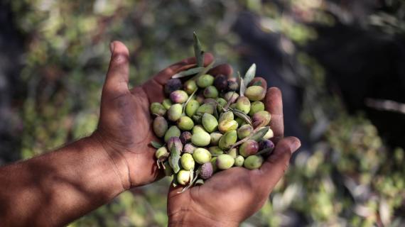 حصاد موسم الزيتون في الضفة الغربية وقطاع غزة