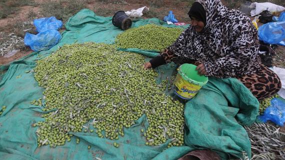 موسم قطف الزيتون في قطاع غزة