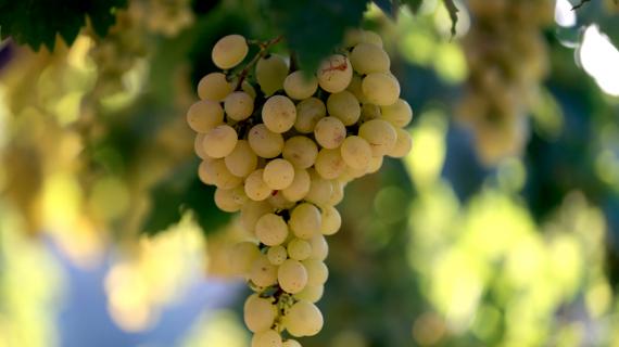 ثمار العنب في الخليل