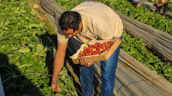 بدء موسم قطف الفراولة في مدينة بيت لاهيا شمال قطاع غزة