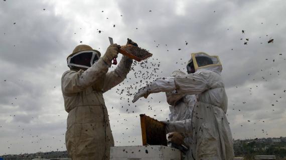 موسم قطف العسل في غزة