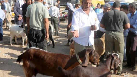إقبال على شراء الأضاحي في سوق المواشي بمدينة نابلس