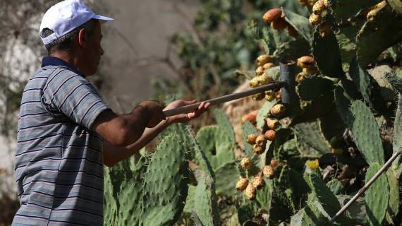 موسم قطف "التين الشوكي" المعرف باسم "الصبر" في نابلس