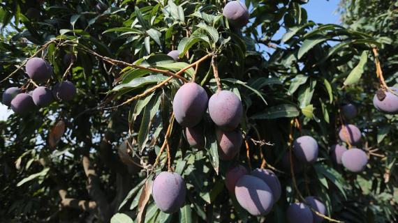 قطف فاكهة المانجا من الأراضي الزراعية في غزة