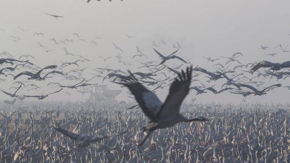استراحة الطيور المهاجرة في سهل الحولة شمال فلسطين
