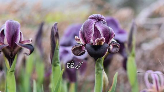 زهرة سوسن فلسطين الجميلة