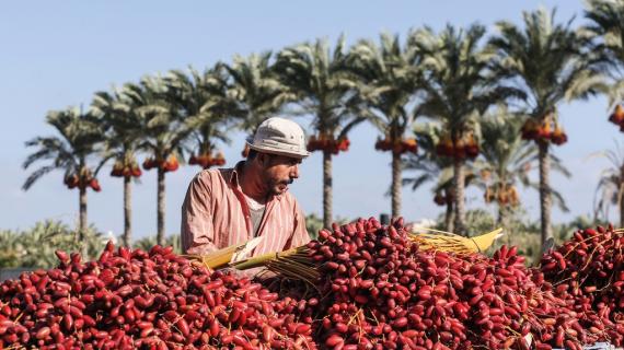 افتتاح موسم جني ثمار البلح في قطاع غزة