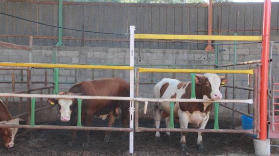 إقبال ضعيف على شراء الأضاحي في قطاع غزة هذا العام، نتيجة الظروف الاقتصادية