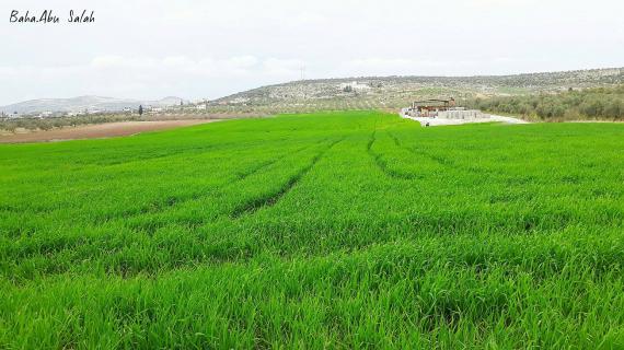 سهل عرابة في جنين