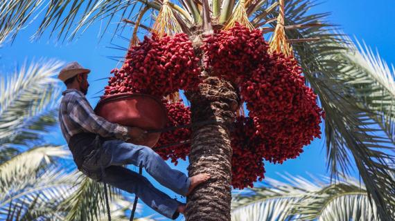جني ثمار البلح في قرية الزوايدة وسط قطاع غزة صباح اليوم