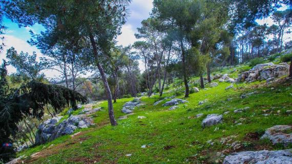 أحراش قفين في طولكرم