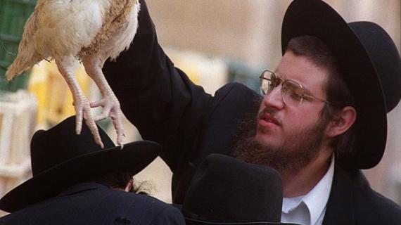 طقوس مايسمى بـ عيد الغفران " كيبور " لدى اليهود !