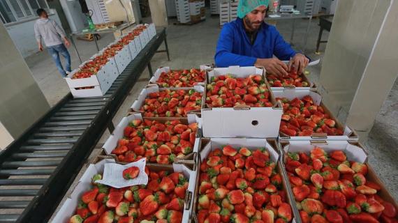 تحضير الفراولة بعد حصادها من الأراضي الزراعية في بيت لاهيا شمال قطاع غزة للتصدير إلى الضفة الغربية