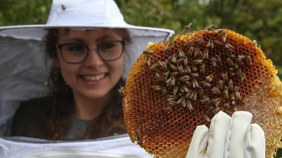 قطف العسل في مدينة وان التركية