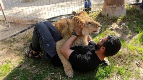 عمال حديقة الحيوان في رفح يلاعبون أسدا داخل الحديقة