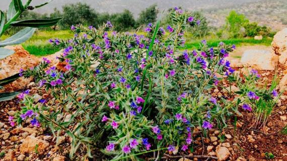النباتات البرية من قرية قبلان جنوب نابلس