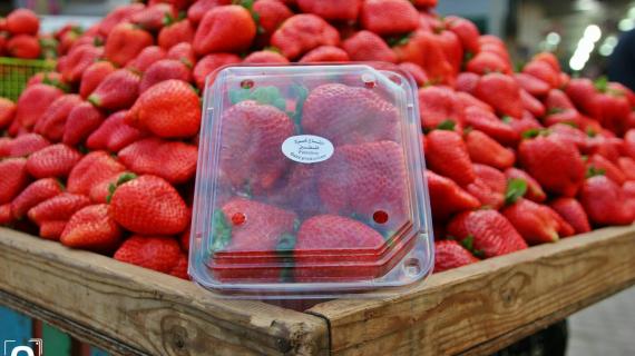 فراولة غزة في مدينة طولكرم