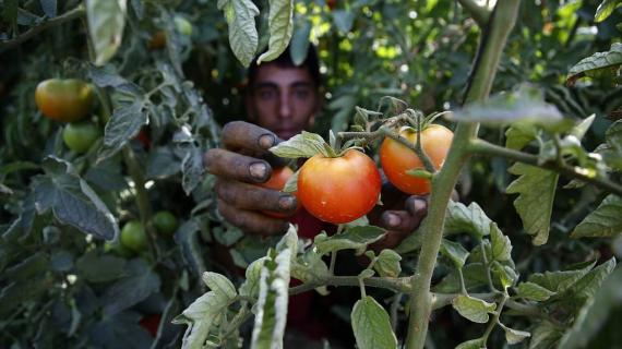 مزارعون فلسطينيون يجمعون الطماطم/البندورة من الأراضي الزراعية في الخليل