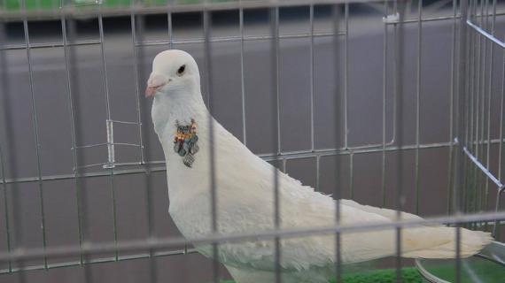 المعرض الثالث "لطيور الحمام" في فلسطين بمحافظة خان يونس