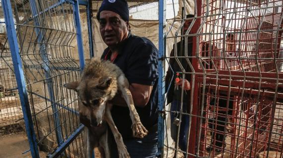نقل حيوانات وطيور من حديقة الحيوان برفح جنوب قطاع غزة للأردن