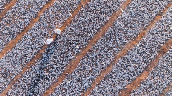صور جوية لعملية تجفيف السردين في محافظة ظفار بسلطنة عمان و الذي يستخدم كأعلاف للزراعة