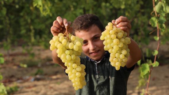 موسم قطف فاكهة العنب في قطاع غزة