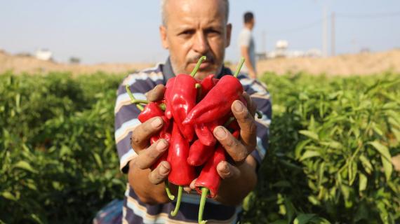 فلسطينيون يجمعون الفلفل الأحمر خلال موسم الحصاد في مدينة غزة