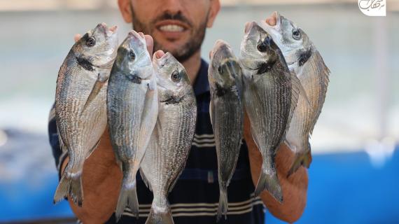 الاستزراع السمكي طوق نجاة للتخلص من إجراءات الاحتلال بحق الصيادين في غزة
