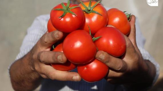 أسعار الطمــاطم تشهد ارتفاعًا في قطاع غزة