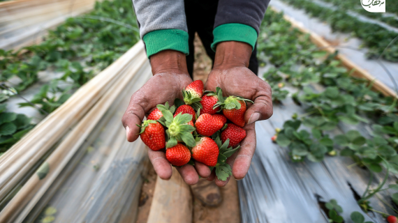 مزارعون فلسطينيون يقطفون ثمار "الفراولة" في مدينة بيت لاهيا شمال قطاع غزة