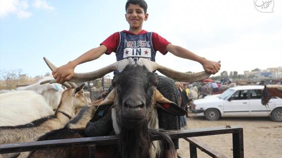 إقبال ضعيف على شراء الأضاحي في قطاع غزة، بسبب الركود وارتفاع الأسعار