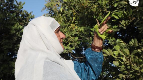 الحاجة لطيفة النوباني (86 عاما) تنتظر اكتمال نضج ثمار الخروب استعدادًا لصنع عصير المقيقة التقليدي في قرية اللبن الشرقية جنوب نابلس