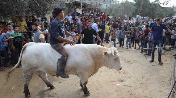 مزارع المواشي في قطاع غزة تشهد اقبالا من قبل المواطنين الفلسطينيين مع قرب عيد الأضحى المبارك