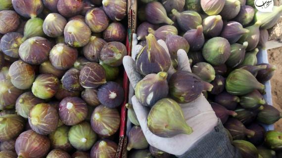 بدء موسم حصاد التين بأنواعه في منطقة "الشيخ عجلين" بمدينة غزة