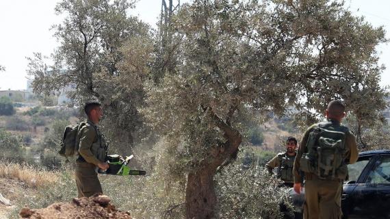جنود الاحـــتـــــلال يقطعون أشجار الزيتون بعد تجريف الأراضي في بلدة نعلين غرب رام الله