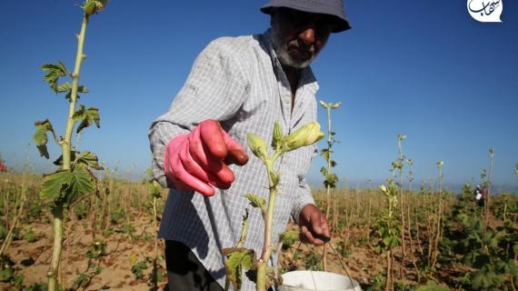 مزارعون يجمعون محصول البامية في غزة