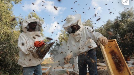 قطف عسل الكينيا في خانيونس جنوب قطاع #غزة