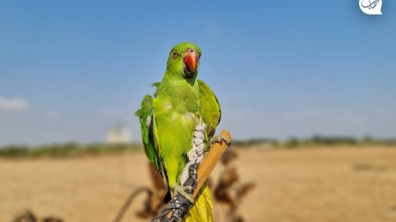 هواة يصطادون "ببغاء الدُرّة" الجميل قرب السياج الزائل شرق قطاع غزة