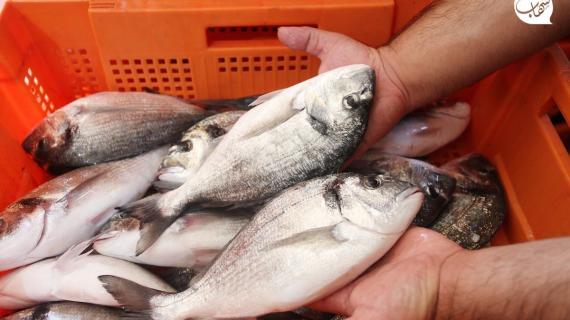 تأثر قطاع صيد الأسماك في غزة بعد منع الاحتلال التصدير للضفة الغربية