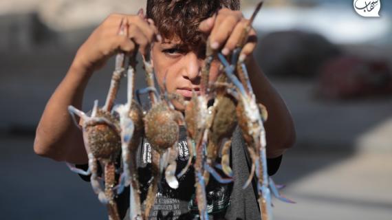 موسم "سلطعون البحر" نافذة عمل مؤقتة لعشرات الصيادين في قطاع غزة