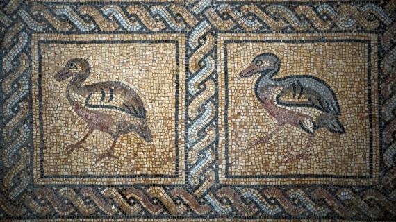 مزارع من غزة يكتشف بالصدفة لوحة فسيفسائية مزخرفة تعود للعهد البيزنطي أثناء زراعته شجرة زيتون في أرضه